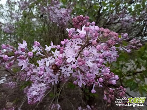 �����r(sh��)����ѩ�ӣ����Ĺ��@������