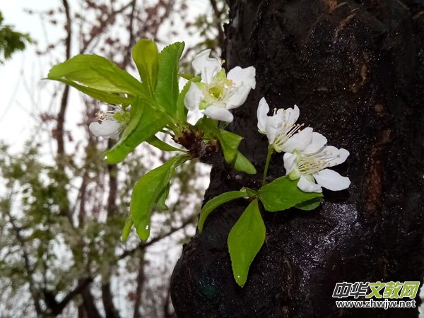 �����r(sh��)����ѩ�ӣ����Ĺ��@������