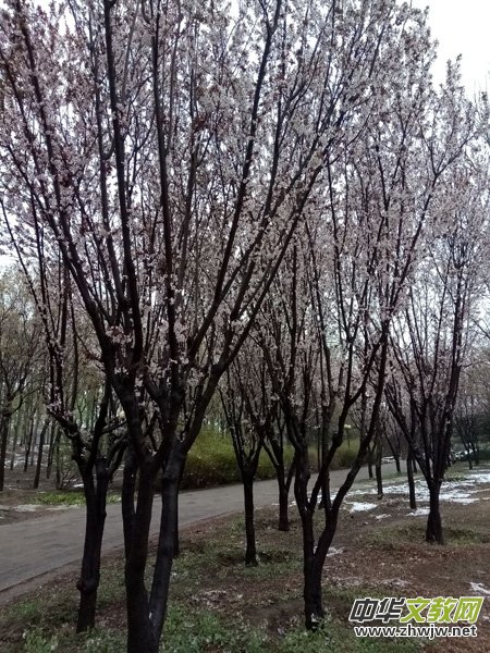 �����r(sh��)����ѩ�ӣ����Ĺ��@������