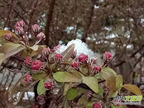 �����r(sh��)����ѩ�ӣ����Ĺ��@������