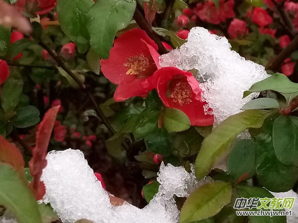 �����r(sh��)����ѩ�ӣ����Ĺ��@������