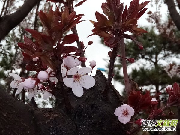 �����r(sh��)����ѩ�ӣ����Ĺ��@������
