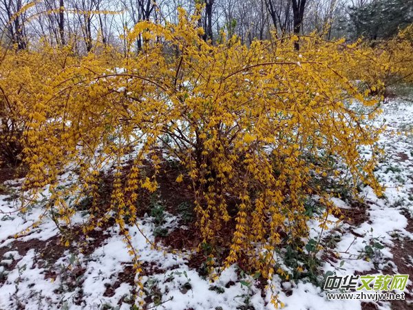 �����r(sh��)����ѩ�ӣ����Ĺ��@������