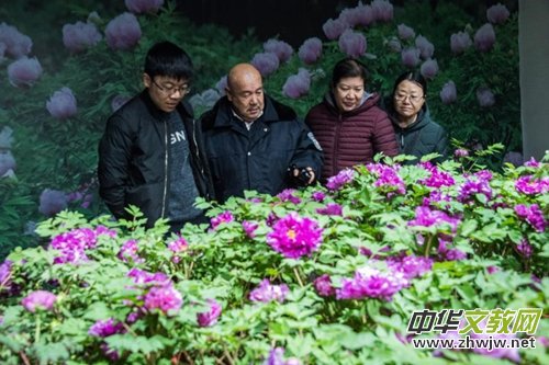 山西省牡丹園“首屆迎新春牡丹鮮花展”完美收官