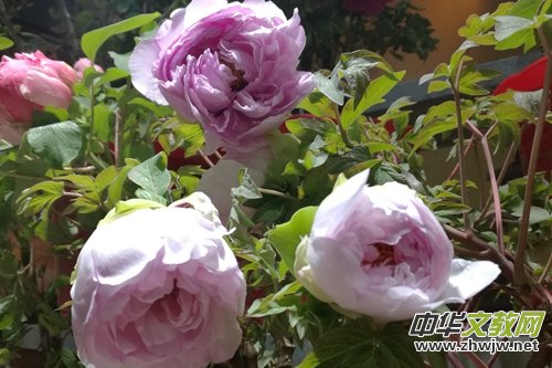 山西省牡丹園“首屆迎新春牡丹鮮花展”完美收官