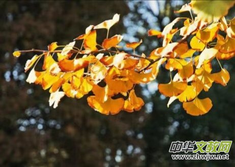 蘇安良: 春天的落葉 蘇安良: 春天的落葉