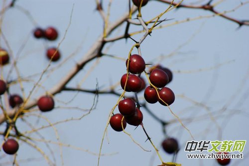 一個人與一棵樹 一個人與一棵樹