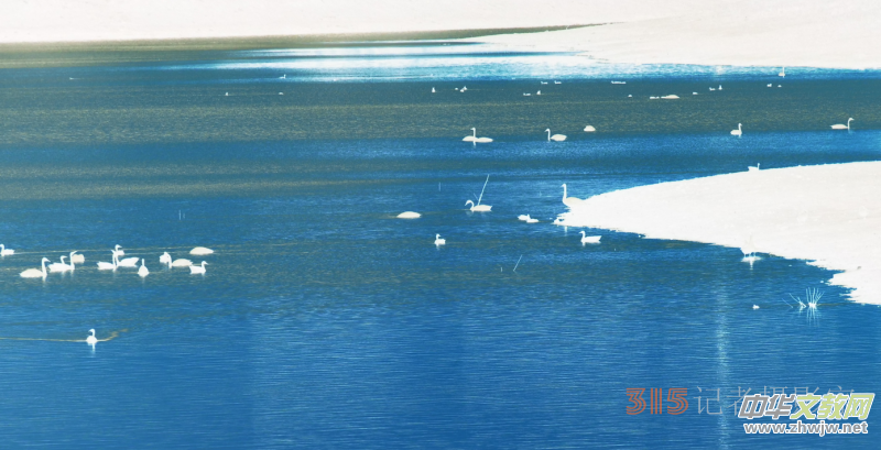 笑琰攝影:南海子公園大雁和白天鵝 笑琰攝影:南海子公園大雁和白天鵝