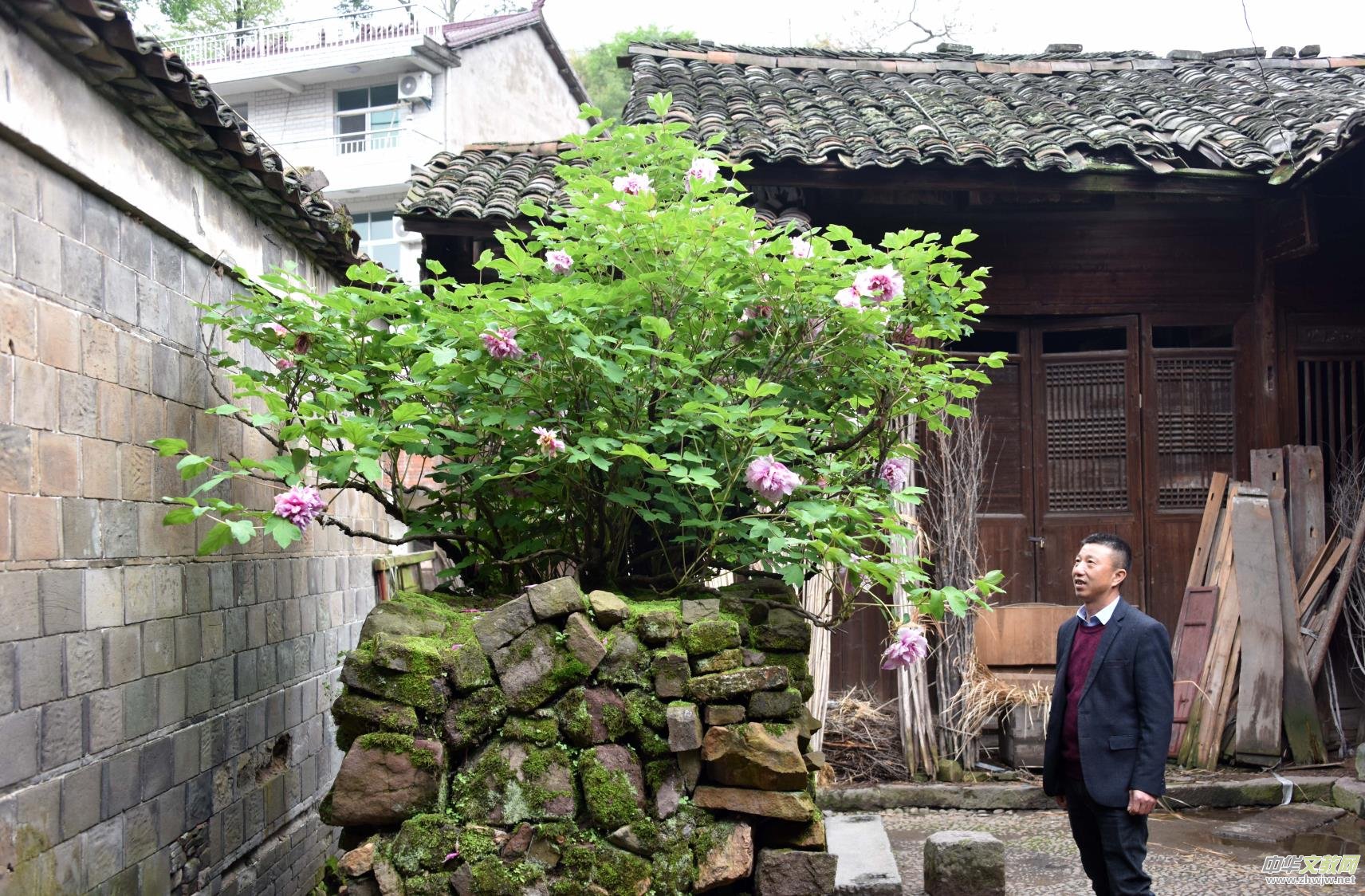 江西廣豐:明代牡丹 驚艷五百余年 江西廣豐:明代牡丹 驚艷五百余年