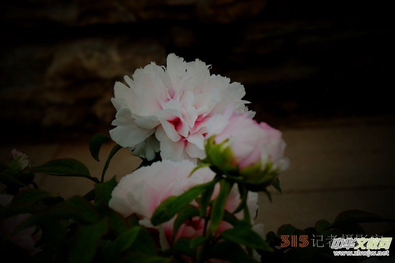 ӛ�ߔzӰ���������zӰ��Ʒ:ǧ���f�B��ĵ��