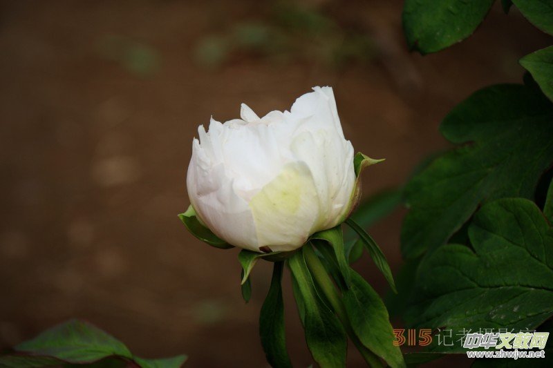 ӛ�ߔzӰ���������zӰ��Ʒ:ǧ���f�B��ĵ��