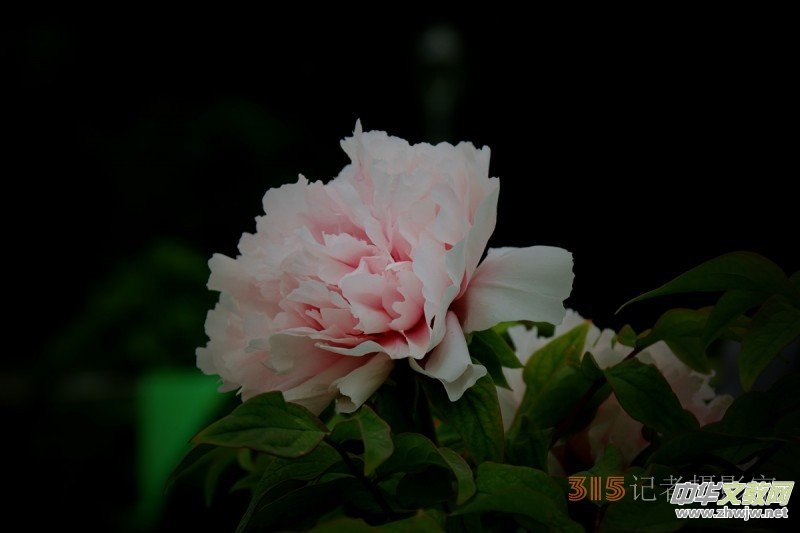ӛ�ߔzӰ���������zӰ��Ʒ:ǧ���f�B��ĵ��