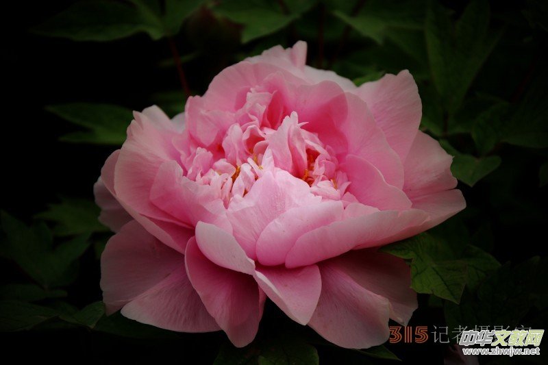 ӛ�ߔzӰ���������zӰ��Ʒ:ǧ���f�B��ĵ��
