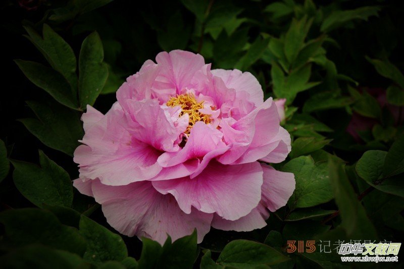 ӛ�ߔzӰ���������zӰ��Ʒ:ǧ���f�B��ĵ��