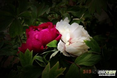 ӛ�ߔzӰ���������zӰ��Ʒ:ǧ���f�B��ĵ��