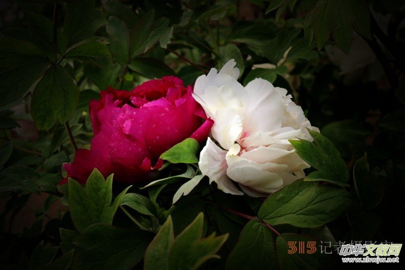ӛ�ߔzӰ���������zӰ��Ʒ:ǧ���f�B��ĵ��