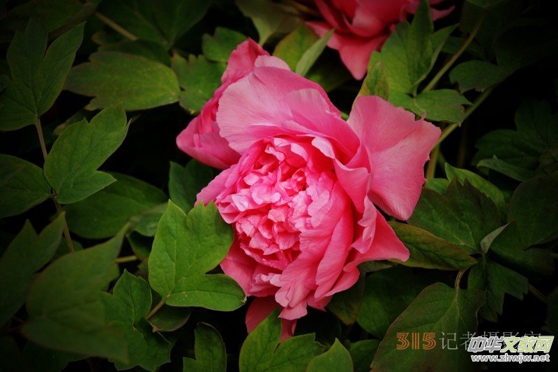 ӛ�ߔzӰ���������zӰ��Ʒ:ǧ���f�B��ĵ��