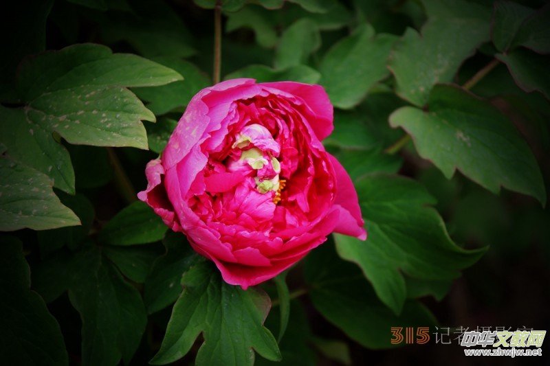 ӛ�ߔzӰ���������zӰ��Ʒ:ǧ���f�B��ĵ��