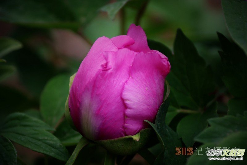 ӛ�ߔzӰ���������zӰ��Ʒ:ǧ���f�B��ĵ��