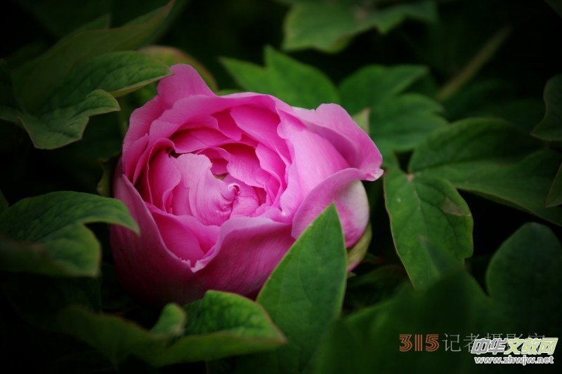 ӛ�ߔzӰ���������zӰ��Ʒ:ǧ���f�B��ĵ��